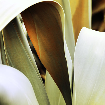 Agave Song