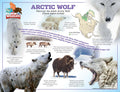 Arctic Wolf Poster
