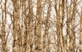 Aspen Grove