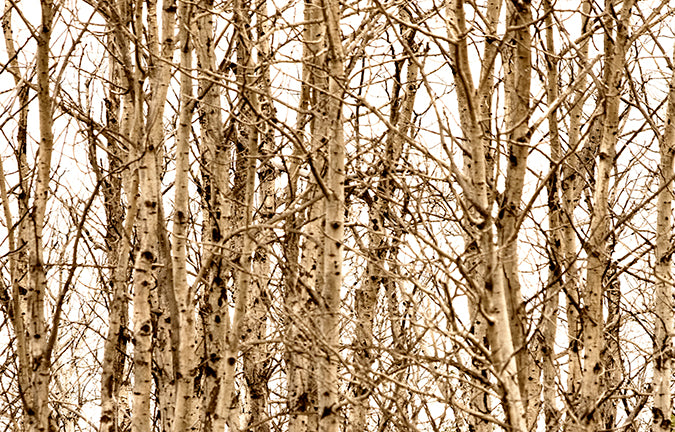 Aspen Grove