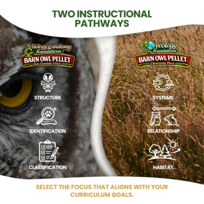 Biology & Anatomy Foundations Solo Essentials Large Sterilized Barn Owl Pellet Activity