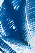 Fern No1