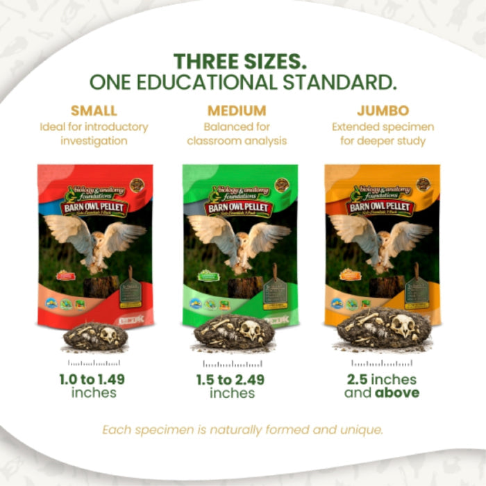 FIVE Biology & Anatomy Foundations Solo Essentials Large Sterilized Barn Owl Pellet Activities