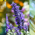 Garden Joy