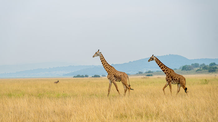 Giraffes In Motion