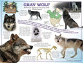 Gray Wolf 18x24 Laminated Poster