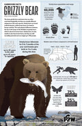 Grizzly Bear Facts 11x17 Poster featuring grizzly bear illustrations and fascinating facts about its life, diet, and habitat.