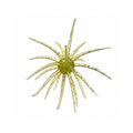hags-big-tex-prickly-pear-urchin-bait-rojo-sandia