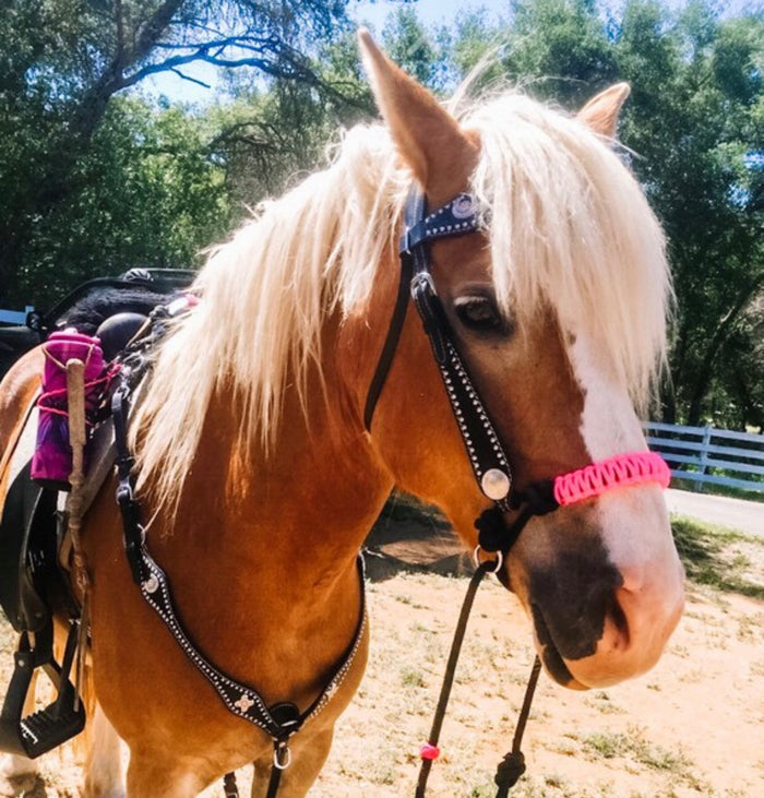 Indian Bosal with rings bitless attachment small pony to draft horse size.