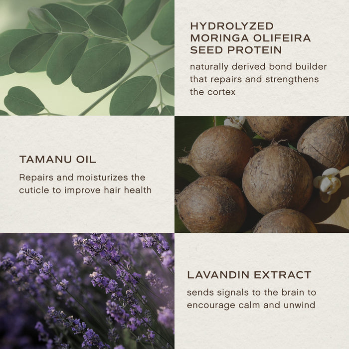 A four-panel informational graphic with text callouts about ingredients: hydrolyzed moringa olive seed protein, tanu oil, lavenderin extract, and purple lavender flowers. The layout uses green leaf imagery, brown root vegetables, and purple flowers on a light textured background.
