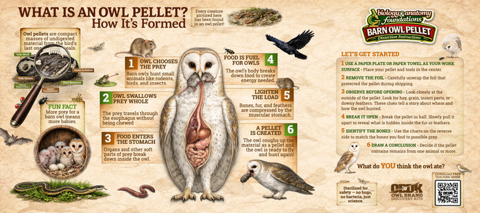 Medium 2-Pellet Comparison - FREE US Shipping