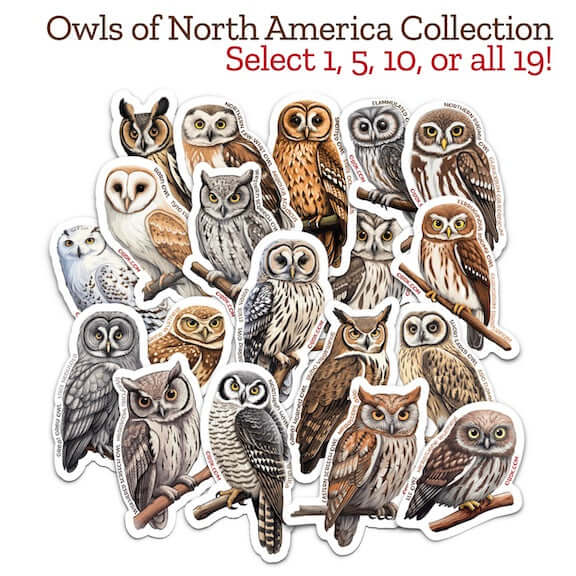 Owls of North America Sticker Collection -- All 19! featuring unique owl designs promoting wildlife education and conservation.