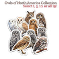 Owls of North America Sticker Collection -- Select 10 featuring various owl designs for wildlife education and biology learning.