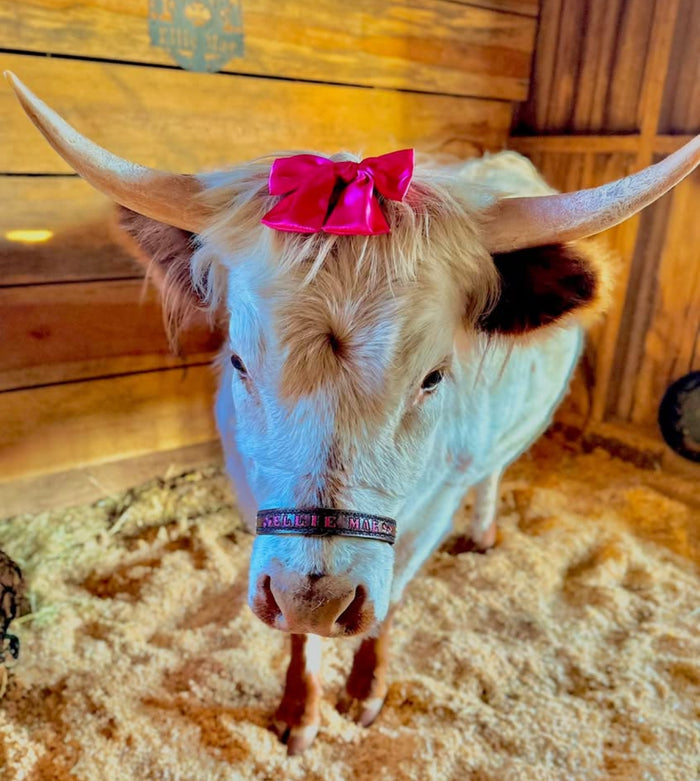 Personalized black Nylon cow halter all sizes.