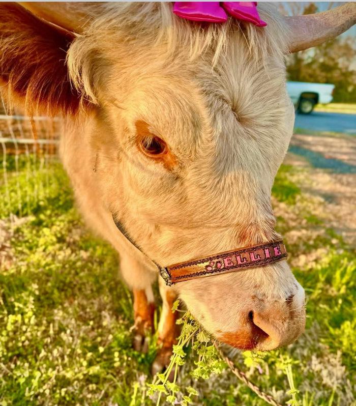 Personalized black Nylon cow halter all sizes.