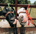 Personalized COW  halter large cow or mini cow size Neon Green