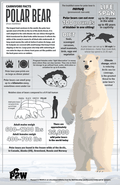 Polar Bear Facts 11x17 Poster showcasing wildlife education details like diet, lifespan, and size comparison.