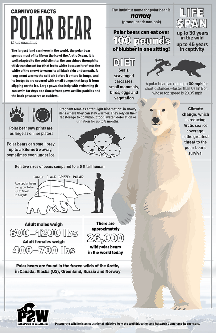 Polar Bear Facts 11x17 Poster showcasing wildlife education details like diet, lifespan, and size comparison.