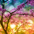 Redbud Sq