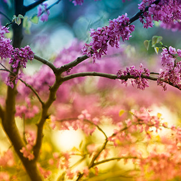 Redbud Sq