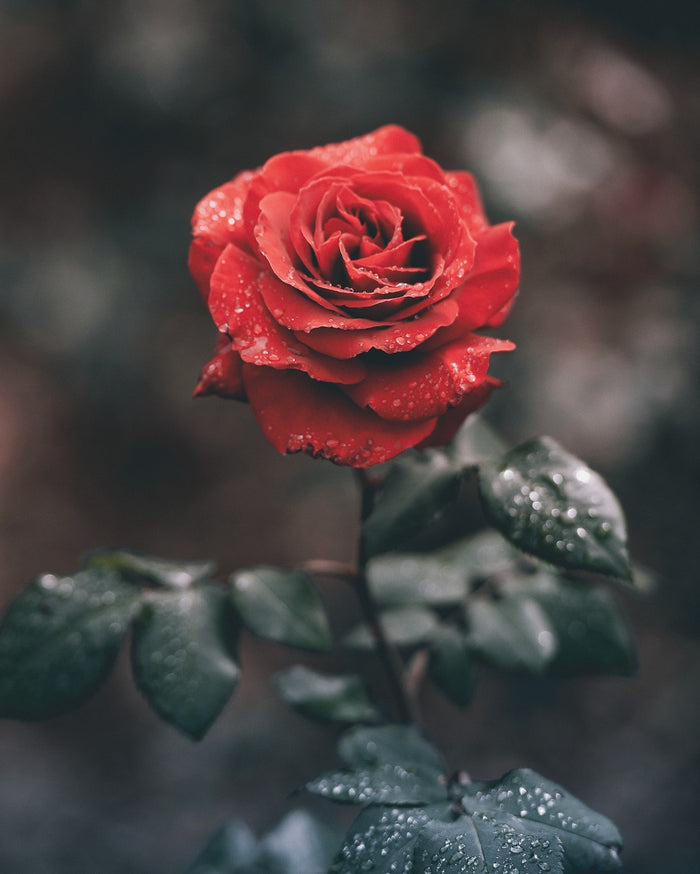 RRR Rose, Rose and more Rose! - theperfumist