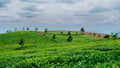 Tea Plantation 2