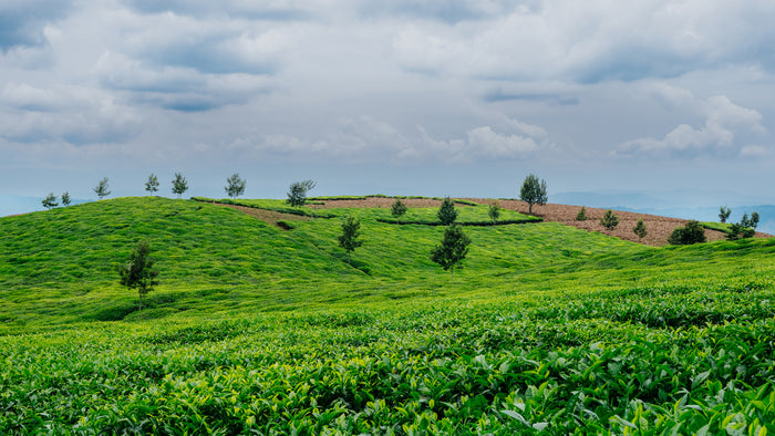 Tea Plantation 2