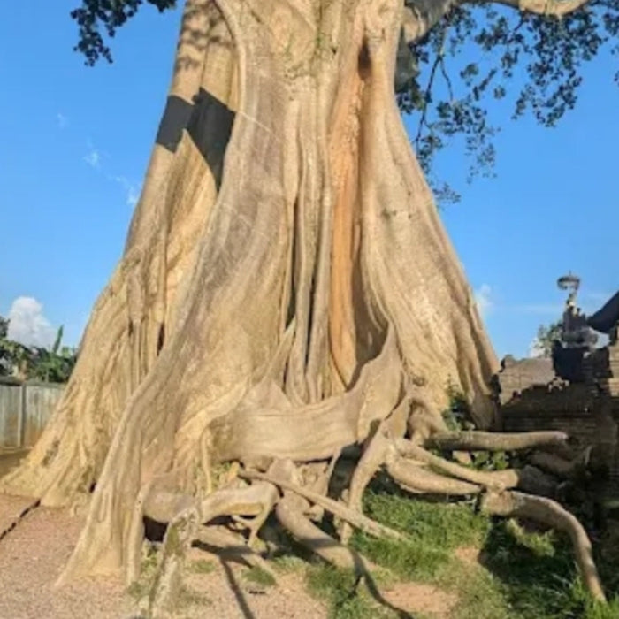 The Immortal - Endurance - Water / Tree Of Life