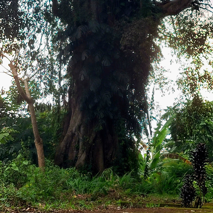 The Mystic - Memory - Spirit / Tree Of Life