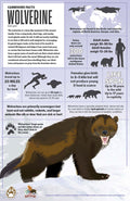 Wolverine Facts 11x17 Poster featuring informative illustrations about wolverine behavior, diet, and habitat for wildlife education.